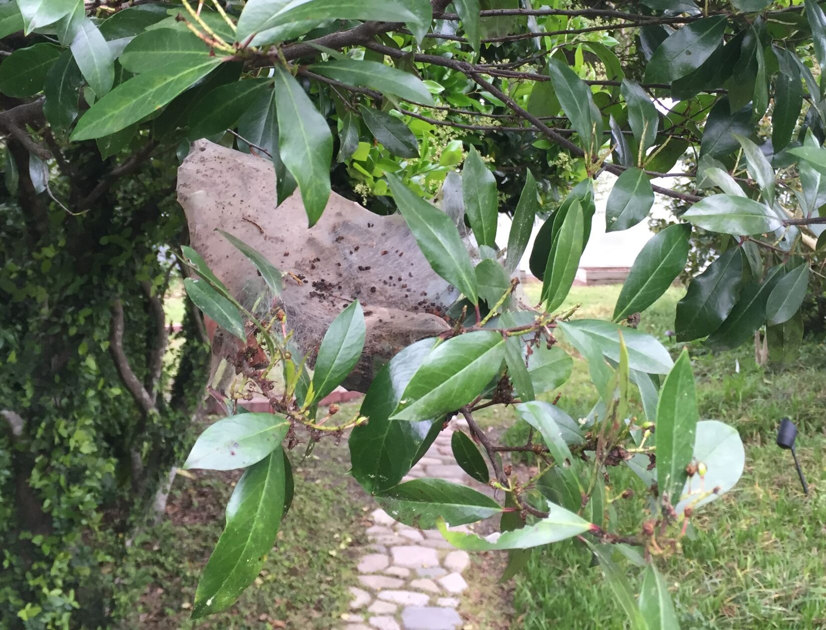 Gardening column: It's a good year for tent caterpillars | Columnists 1 tent caterpillars tent.JPG